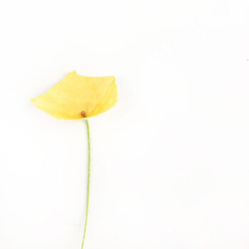 DIY Paper Flowers with Hexagons - Maritza Lisa