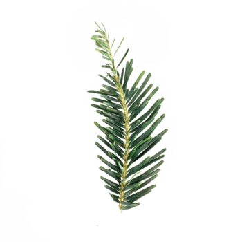 DIY Holiday Gift Wrap - Maritza Lisa: pine download